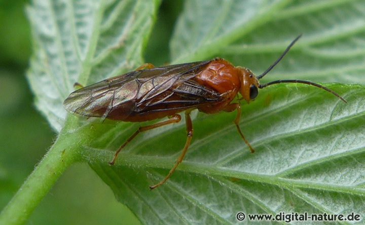 Grünerlen-Blattwespe Hemichroa crocea