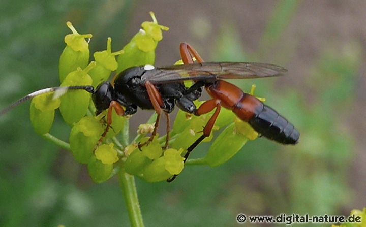 Schlupfwespe Ctenichneumon inspector