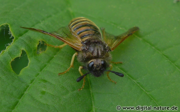 Keulhornblattwespe Abia aenea