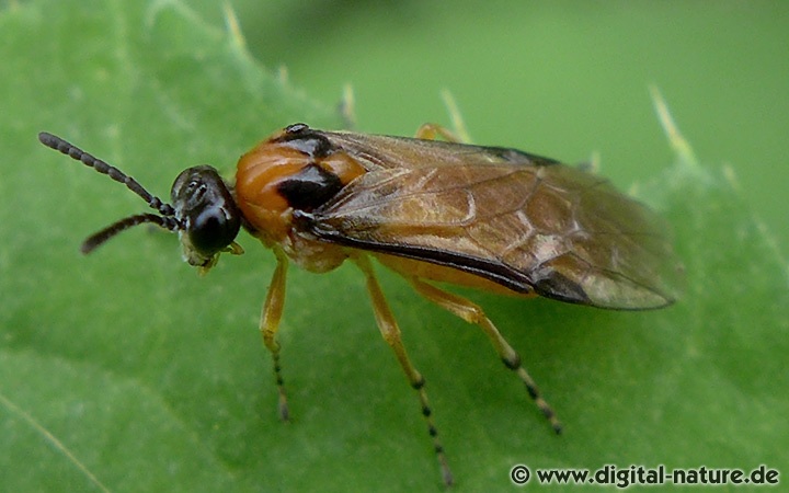 Kohlrüben-Blattwespe Athalia rosae