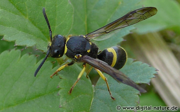Lehmwespe Ancistrocerus nigricornis