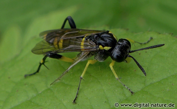 Die Weibchen dieser Art legen ihre Eier an Rubus-Gewächse