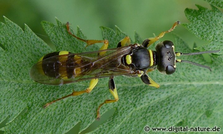 Mellinus arvensis Weibchen