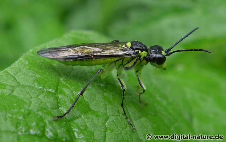 Grünschwarze Blattwespe Tenthredo mesomela Merkmale