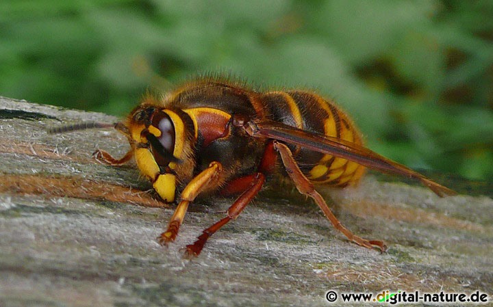 Dolichovespula media baut freihängende Papiernester