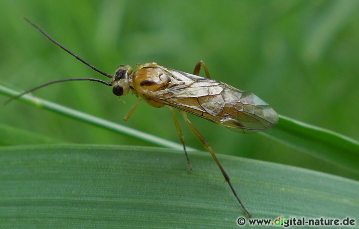 Nematinae Blattwespe beim Hohen Holz