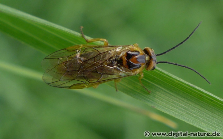 Innerhalb der Tenthredinidae Familie bilden Nematinae Blattwespen eine eigene Unterfamilie