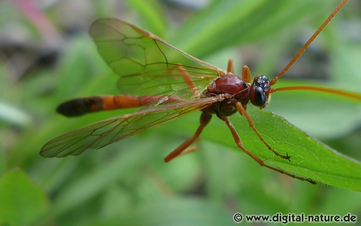 Ophion ventricosus