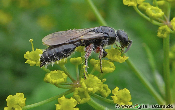 Die Gemeine Rollwespe parasitiert Blatthornkäfer