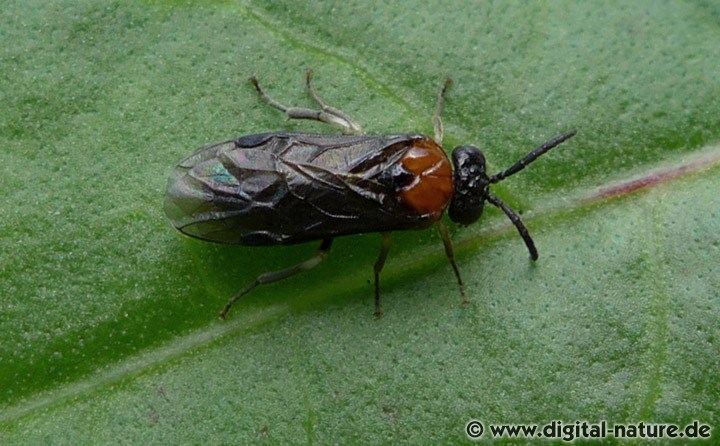 Sattelblattwespe Eutomostethus ephippium