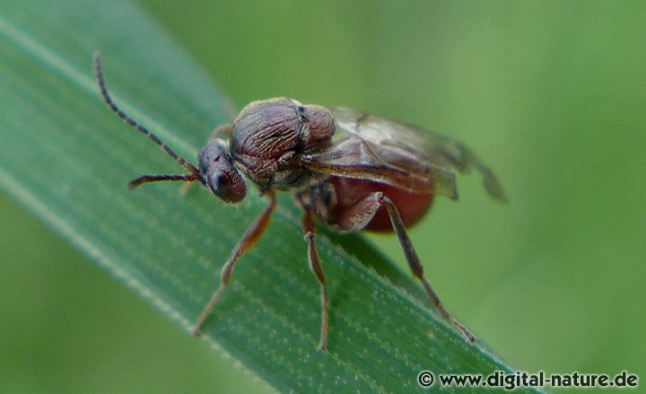Gallwespen Gattung Andricus