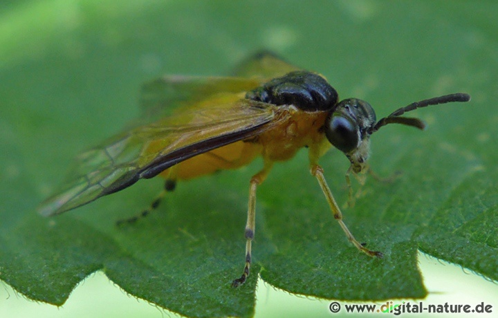 Bei diesem Exemplar könnte es sich um Athalia circularis handeln