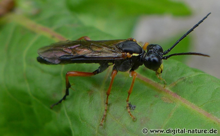 Rotschwarze Blattwespe Tenthredo atra