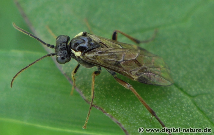 Aglaostigma aucupariae ist schon im zeitigen Frühjahr aktiv