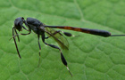 Gasteruption jaculator