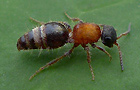 Smicromyrme rufipes