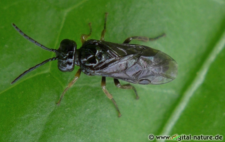 Die Arten der Blattwespen-Unterfamilie Blennocampinae