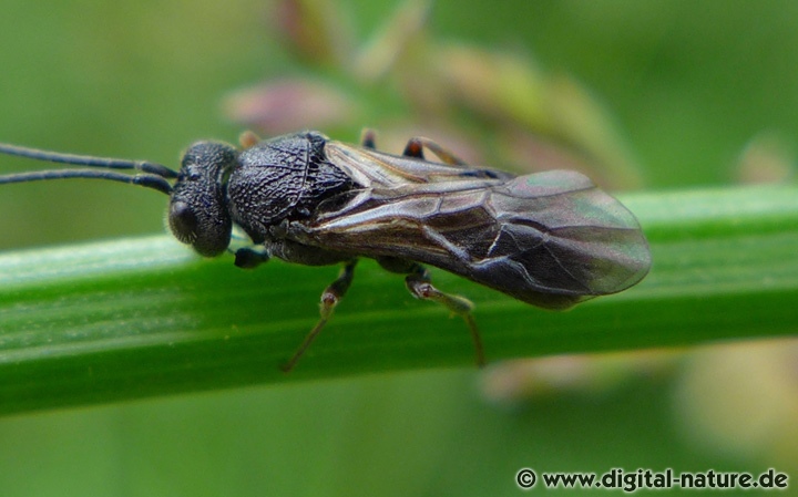 Die Arten der Unterfamilie Cheloninae
