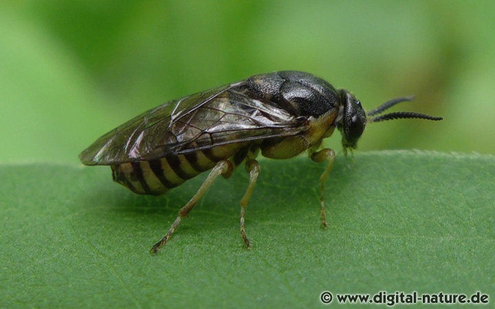 Buschhornblattwespe Gilpinia