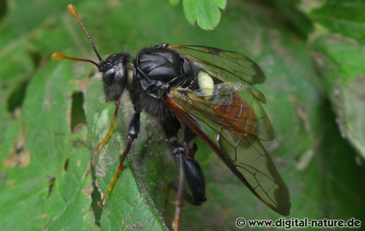 Große Birkenblattwespe Cimbex femoratus