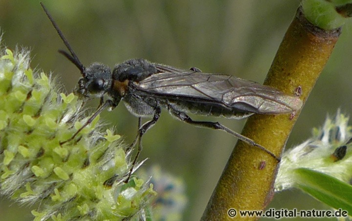 Blattwespe Dolerus haematodes