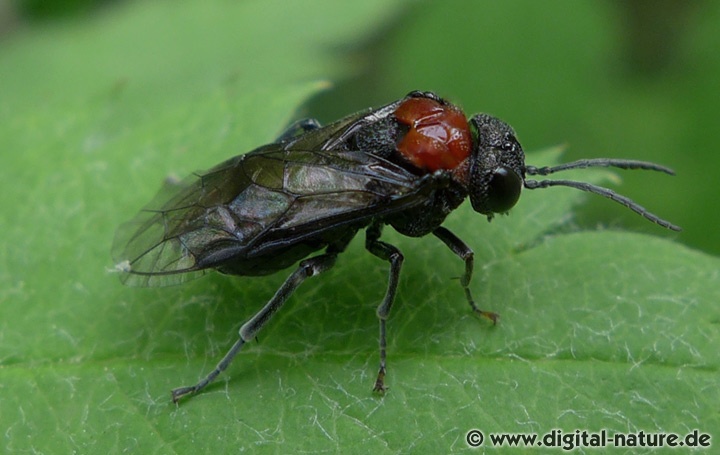 Erlenblattwespe Eriocampa ovata