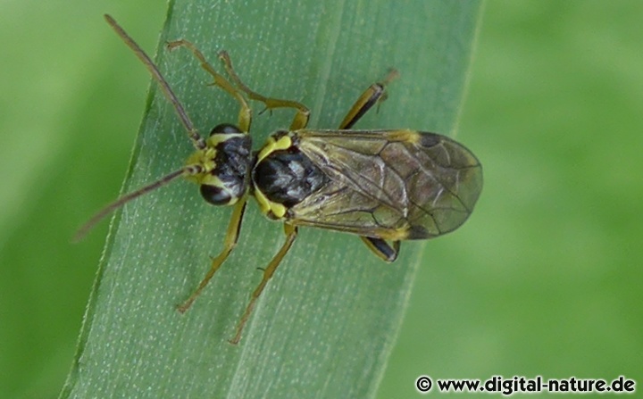 Aglaostigma fulvipes Männchen