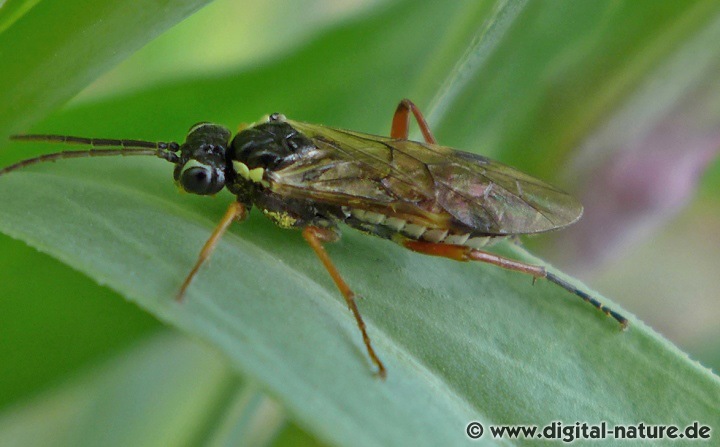 Aglaostigma fulvipes Weibchen Merkmale
