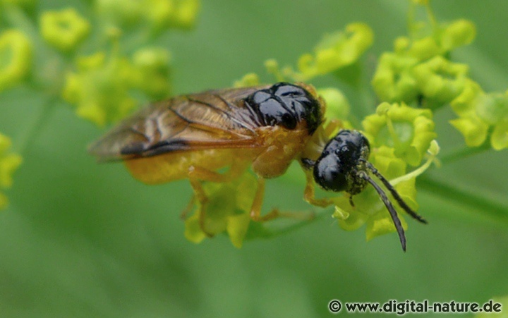 Gräserblattwespe Selandria serva