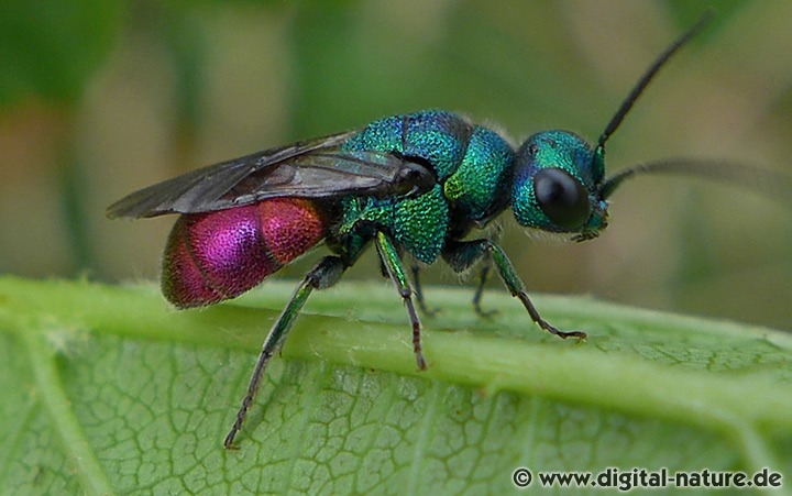 Goldwespe Holopyga fastuosa generosa
