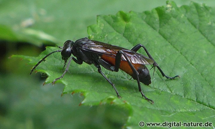 Blattwespe Macrophya annulata