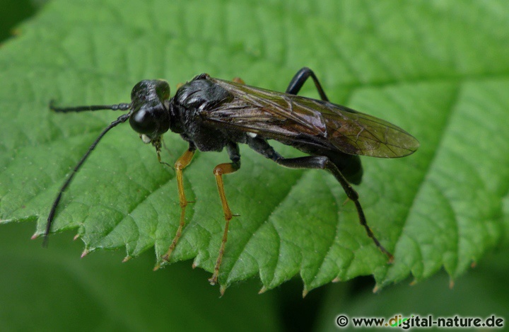 Blattwespe Tenthredo mandibularis Imago