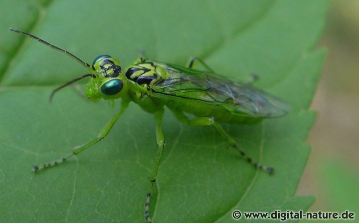 Rhogogaster chlorosoma fliegt im Hecken-Biotop oder in Gärten