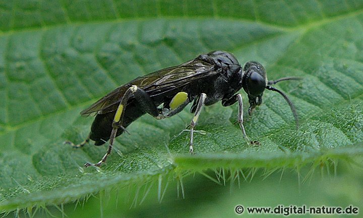 Blattwespe Macrophya ribis