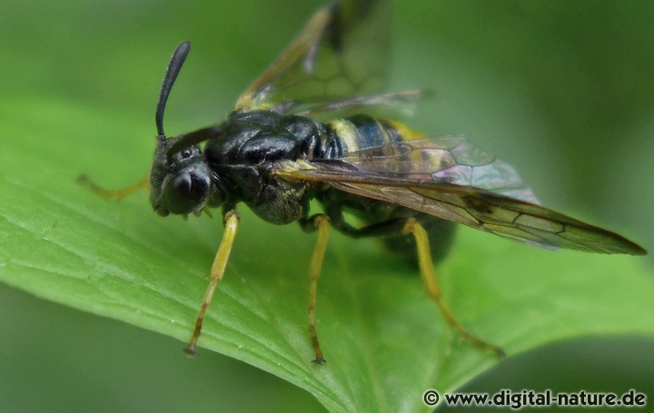Arge rustica (Weibchen) Lebensweise