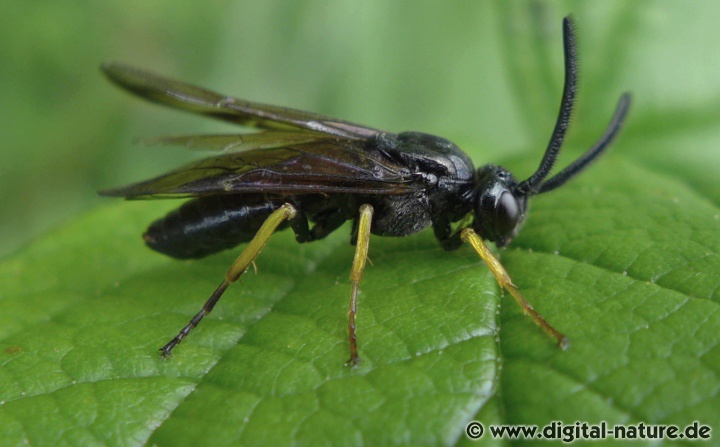 Arge rustica (Männchen) Merkmale