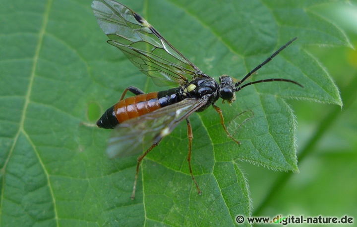 Tenthredopsis Larven ernähren sich von Blattgewebe