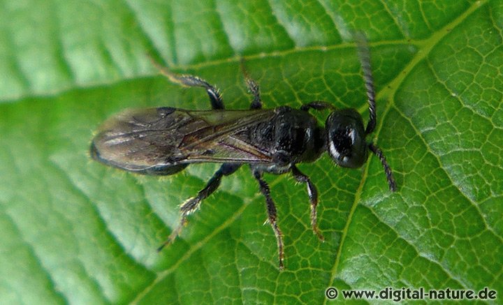 Rollwespe Tiphia minuta