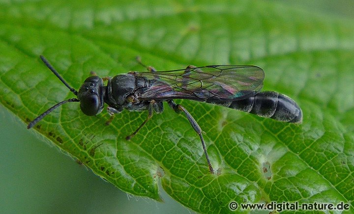 Trypoxylon figulus Gruppe