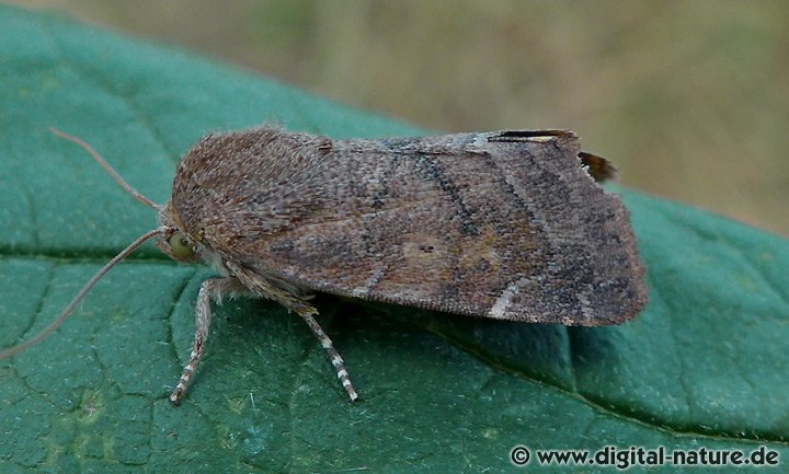Rotbraune Ulmeneule Cosmia affinis
