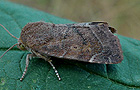 Cosmia affinis