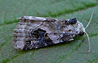 Pseudeustrotia candidula