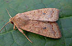 Sunira circellaris