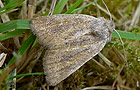 Photedes fluxa