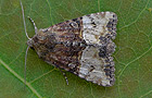 Mesoligia furuncula