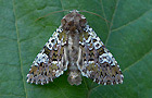 Crypsedra gemmea