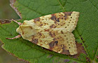 Cirrhia icteritia