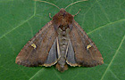 Helotropha leucostigma
