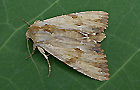Apamea lithoxylaea
