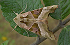 Achateule